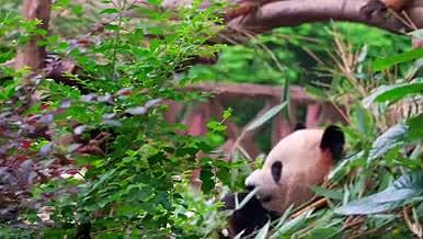 公园系列实拍动物 大熊猫 4K视频的预览图